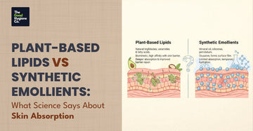 Plant-Based Lipids vs Synthetic Emollients: What Science Says About Skin Absorption