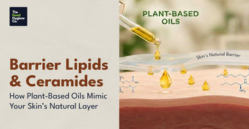 Barrier Lipids & Ceramides: How Plant-Based Oils Mimic Your Skin’s Natural Layer