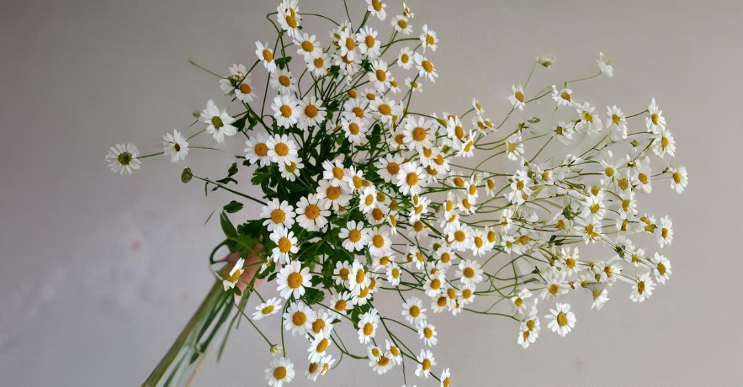 Is Chamomile Flower Extract that Good for Sensitive Skin?