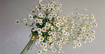 Is Chamomile Flower Extract that Good for Sensitive Skin?