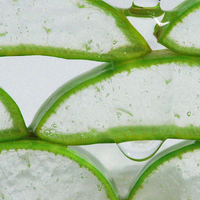 Aloe Vera Juice