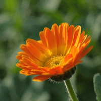 Organic Calendula