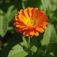 Organic Calendula
