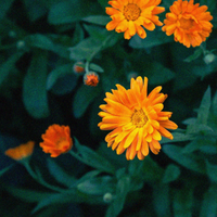 Calendula Flower Water & Oil