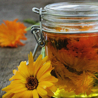 Calendula-Infused Coconut Oil