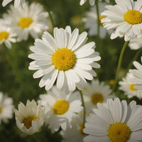 Organic Chamomile