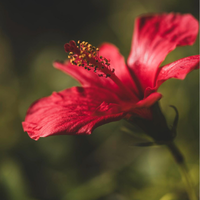 Hibiscus Glycerite