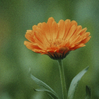 Organic Calendula