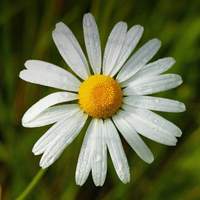 Organic Chamomile