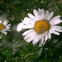 Organic Chamomile