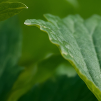 Plant-Based Allantoin