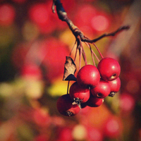 Rosehip Seed Oil